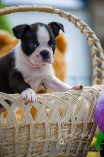 Foto №2 zu Ankündigung № 144449 zu verkaufen boston terrier - einkaufen Ukraine vom kindergarten, züchter