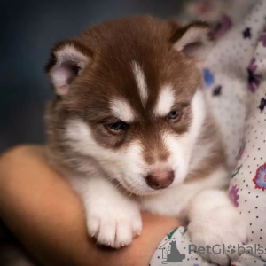 Foto №2 zu Ankündigung № 90311 zu verkaufen siberian husky - einkaufen Polen 