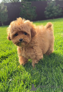 Foto №1. pudel (toy) - zum Verkauf in der Stadt Brighton und Hove | 550€ | Ankündigung № 154731