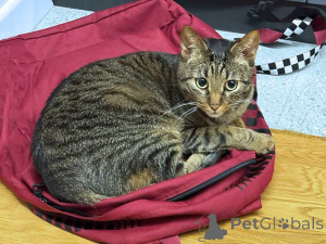 Foto №2 zu Ankündigung № 163836 zu verkaufen  - einkaufen Russische Föderation quotient 	ankündigung