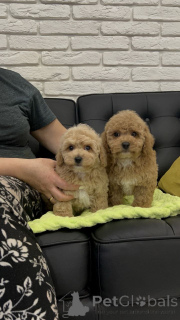 Foto №4. Ich werde verkaufen pudel (toy) in der Stadt Helsinki. quotient 	ankündigung, aus dem tierheim - preis - 500€