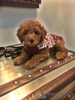 Foto №2 zu Ankündigung № 132976 zu verkaufen pudel (toy) - einkaufen USA 