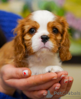 Foto №2 zu Ankündigung № 95860 zu verkaufen cavalier king charles spaniel - einkaufen Deutschland quotient 	ankündigung