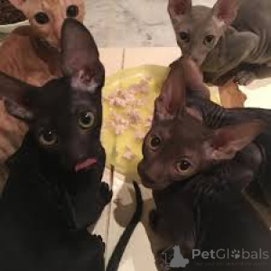 Foto №1. cornish rex - zum Verkauf in der Stadt Helsinki | 580€ | Ankündigung № 164060