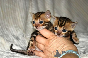 Foto №3. Zu Hause ausgebildete Bengalkatzen-Kätzchen stehen ab sofort für ein liebevolles. Deutschland