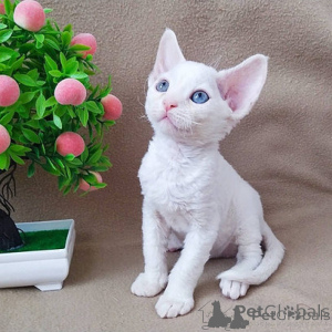 Foto №1. devon rex - zum Verkauf in der Stadt Helsinki | verhandelt | Ankündigung № 174656