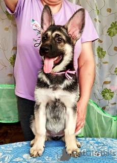 Foto №2 zu Ankündigung № 9205 zu verkaufen osteuropäischer schäferhund - einkaufen Russische Föderation züchter