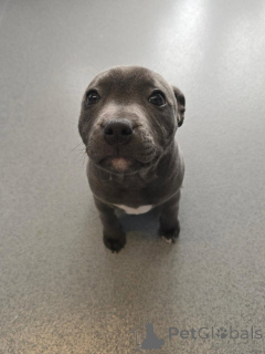Foto №2 zu Ankündigung № 177473 zu verkaufen amerikanischer staffordshire terrier - einkaufen Frankreich quotient 	ankündigung