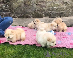 Foto №1. chow-chow - zum Verkauf in der Stadt Качканар | 300€ | Ankündigung № 114387