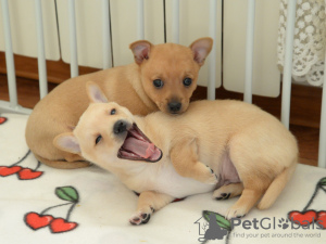 Foto №2 zu Ankündigung № 131691 zu verkaufen podengo português - einkaufen Russische Föderation vom kindergarten