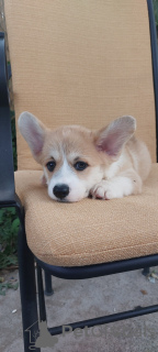 Foto №1. welsh corgi - zum Verkauf in der Stadt Belgrad | verhandelt | Ankündigung № 114855