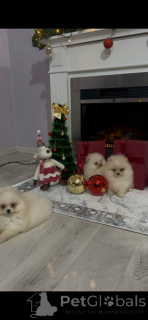 Foto №4. Ich werde verkaufen  in der Stadt Novi Bečej.  - preis - 500€