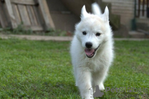 Foto №4. Ich werde verkaufen siberian husky in der Stadt Ниш. züchter - preis - 300€
