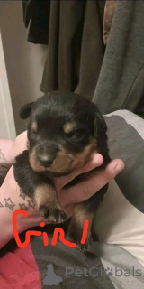 Foto №4. Ich werde verkaufen rottweiler in der Stadt Tennessee City. züchter - preis - 1063€