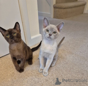 Foto №1. burma-katze - zum Verkauf in der Stadt Andermatt | 350€ | Ankündigung № 169314
