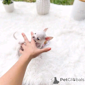 Foto №2 zu Ankündigung № 151162 zu verkaufen chihuahua - einkaufen Finnland quotient 	ankündigung, züchter