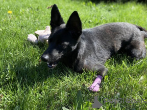 Foto №3. Känguru Chernysh sucht ein Zuhause und die besten Eltern!. Russische Föderation