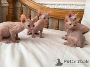 Foto №1. sphynx-katze - zum Verkauf in der Stadt Nendaz | 350€ | Ankündigung № 169330