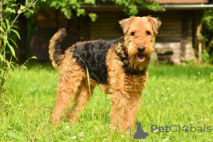 Foto №2 zu Ankündigung № 168776 zu verkaufen airedale terrier - einkaufen Isle of Man züchter