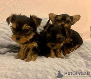 Foto №2 zu Ankündigung № 71688 zu verkaufen yorkshire terrier - einkaufen Australien quotient 	ankündigung, züchter