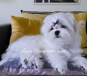 Foto №3. Charmante Brüder, maltesische Welpen, koreanisches Blut.. Ukraine