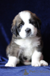 Foto №2 zu Ankündigung № 133583 zu verkaufen bernhardiner - einkaufen Weißrussland züchter