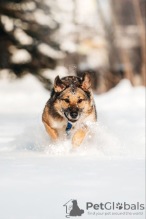 Foto №4. Ich werde verkaufen mischlingshund in der Stadt Москва. aus dem tierheim - preis - Frei