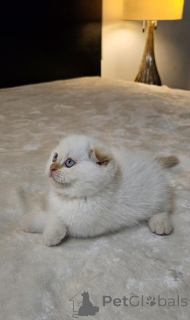 Foto №1. schottische faltohrkatze - zum Verkauf in der Stadt Jena | 350€ | Ankündigung № 173534