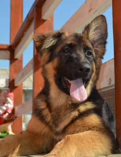 Foto №1. deutscher schäferhund - zum Verkauf in der Stadt Moskau | 657€ | Ankündigung № 2192