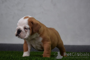 Foto №4. Ich werde verkaufen englische bulldogge in der Stadt Нови Сад. züchter - preis - verhandelt