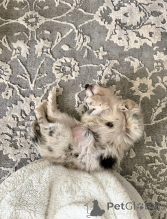 Foto №3. Der hübsche Jack-Russell-Terrier-Welpe ist heute ein glücklicher Hund. Belgien