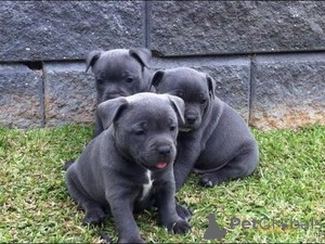 Foto №1. american bulldog, bullterrier - zum Verkauf in der Stadt Лидс | 1200€ | Ankündigung № 140112