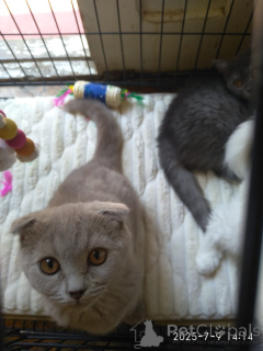 Foto №2 zu Ankündigung № 146101 zu verkaufen schottische faltohrkatze - einkaufen Georgien quotient 	ankündigung