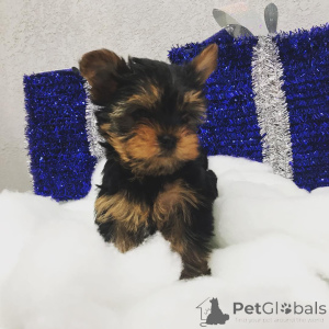 Foto №4. Ich werde verkaufen yorkshire terrier in der Stadt Pennsylvania -Ofen. quotient 	ankündigung, vom kindergarten, aus dem tierheim, züchter - preis - verhandelt