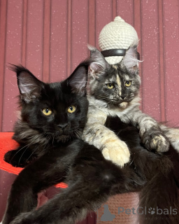 Foto №2 zu Ankündigung № 160670 zu verkaufen maine-coon-katze - einkaufen Großbritannien züchter