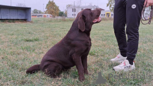 Foto №3. Labrador, bereit zur Paarung. Serbien