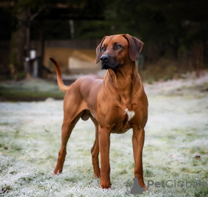 Foto №1. rhodesian ridgeback - zum Verkauf in der Stadt Tallinn | verhandelt | Ankündigung № 45650