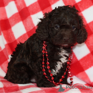 Foto №1.  - zum Verkauf in der Stadt Stadt von London | 350€ | Ankündigung № 163935