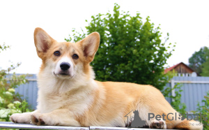 Zusätzliche Fotos: Welsh Corgi Pembroke Welpen Mädchen von Interchampion