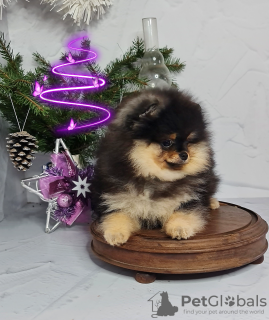 Foto №2 zu Ankündigung № 82522 zu verkaufen pommersche spitz - einkaufen Russische Föderation züchter