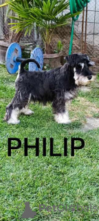 Foto №3. Zwergschnauzerwelpen. Serbien