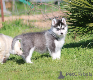 Foto №3. Entzückender Siberian Husky-Welpe. Finnland