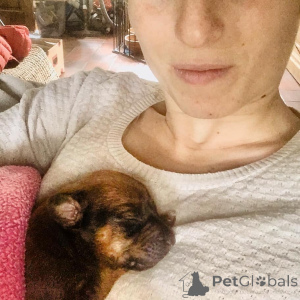 Foto №2 zu Ankündigung № 142033 zu verkaufen rhodesian ridgeback - einkaufen Belgien züchter