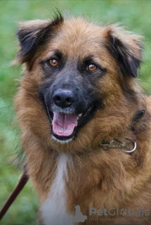 Foto №2 zu Ankündigung № 102661 zu verkaufen mischlingshund - einkaufen Russische Föderation quotient 	ankündigung