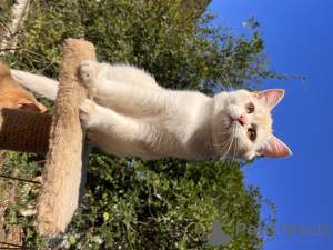 Foto №4. Ich werde verkaufen britisch kurzhaar in der Stadt Gelendzhik. vom kindergarten - preis - Frei
