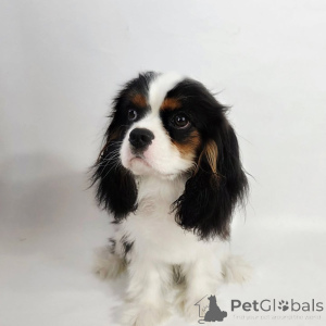 Foto №2 zu Ankündigung № 155572 zu verkaufen cavalier king charles spaniel - einkaufen Niederlande quotient 	ankündigung