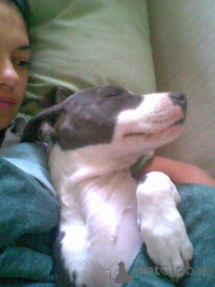 Foto №1. american pit bull terrier - zum Verkauf in der Stadt Антверпен | verhandelt | Ankündigung № 139924