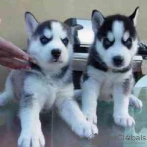 Foto №3. Twee Siberische Husky-Puppys Voor Herplaatsing. Uruguay