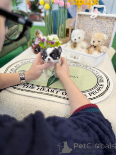 Foto №3. Süße Chihuahua-Welpen, treue Freunde, in Mini-Größe. Deutschland