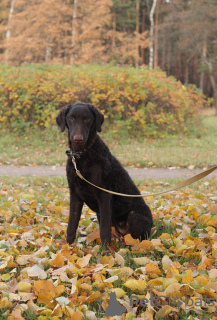 Foto №3. Curly Coated Retriever von zukünftigen Eltern. Russische Föderation